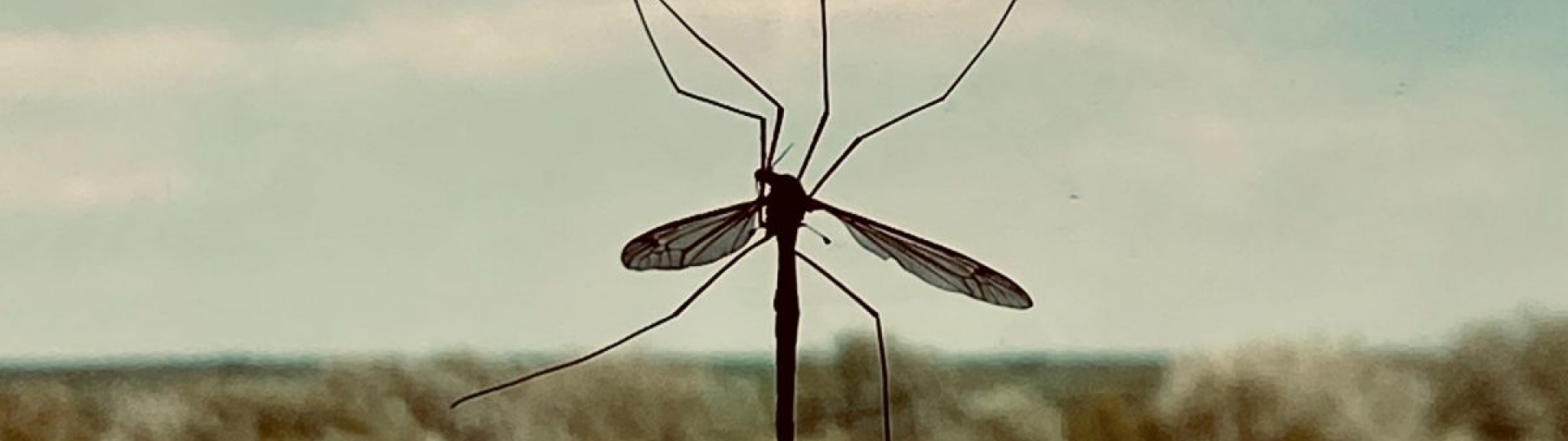 foto zanzara tigre